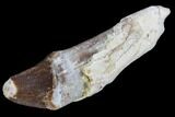 Primitive Whale (Basilosaur) Tooth - Dakhla, Morocco #106315-1